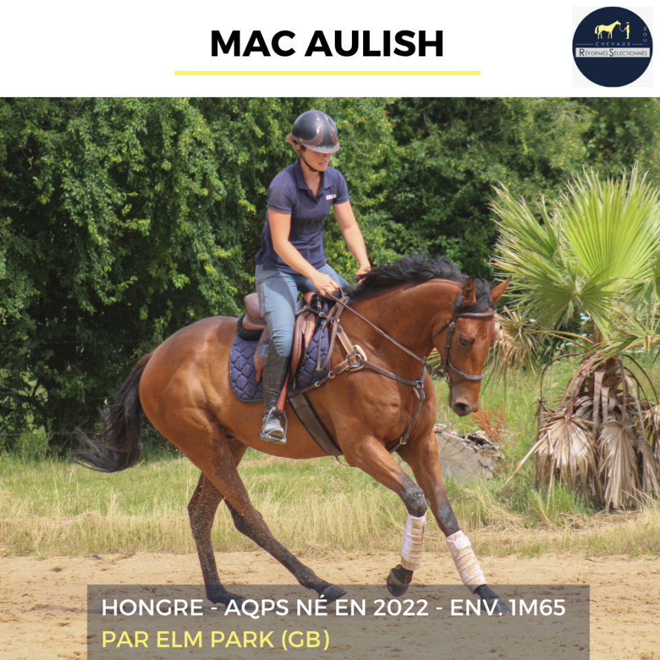 Gelding AQPS For sale 2022 Bay