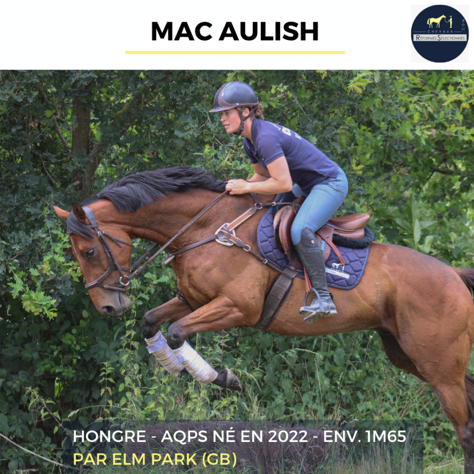 Gelding AQPS For sale 2022 Bay