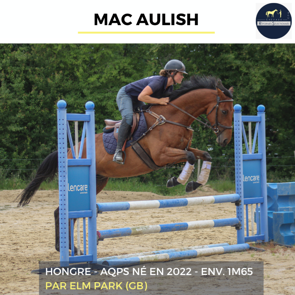 Gelding AQPS For sale 2022 Bay