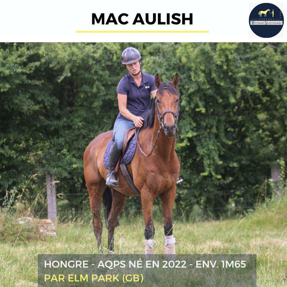Gelding AQPS For sale 2022 Bay