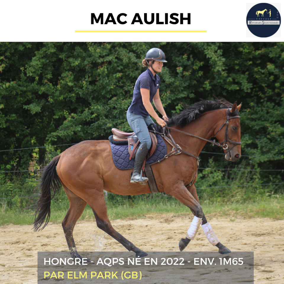 Gelding AQPS For sale 2022 Bay