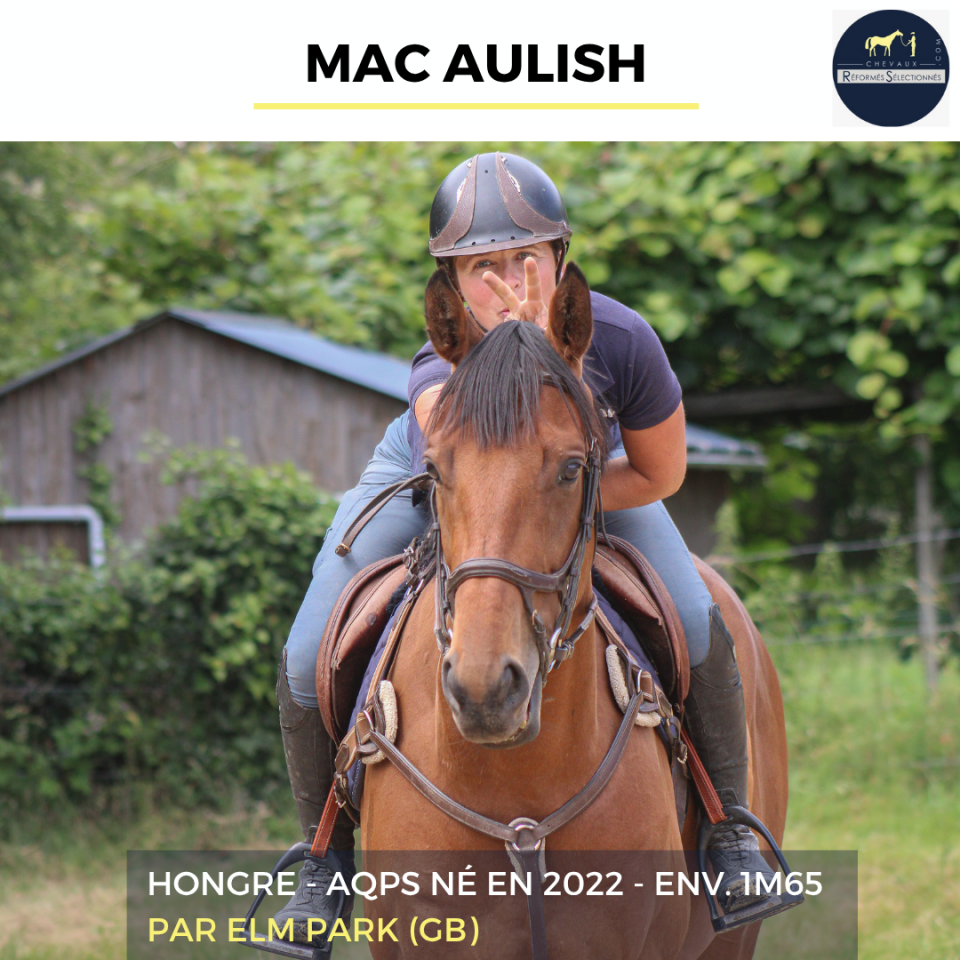 Gelding AQPS For sale 2022 Bay