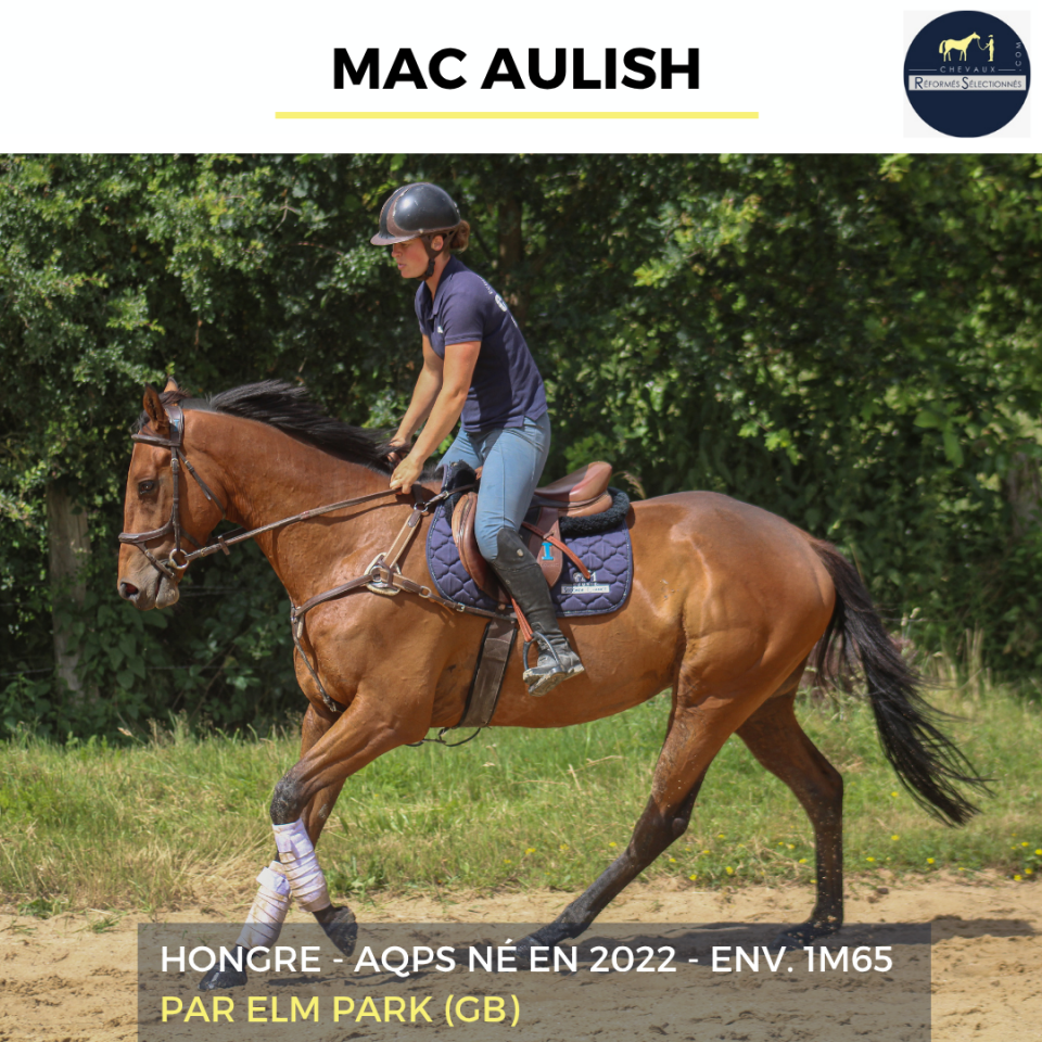 Gelding AQPS For sale 2022 Bay