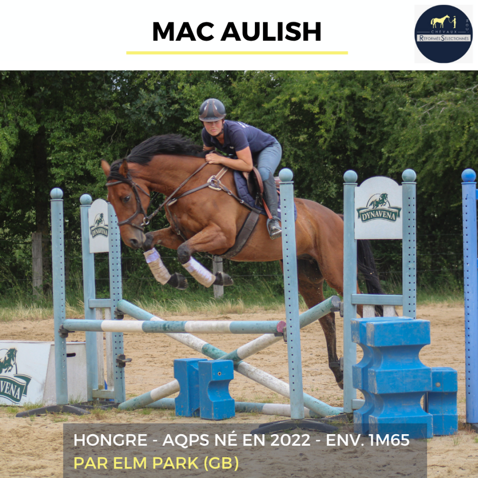 Gelding AQPS For sale 2022 Bay