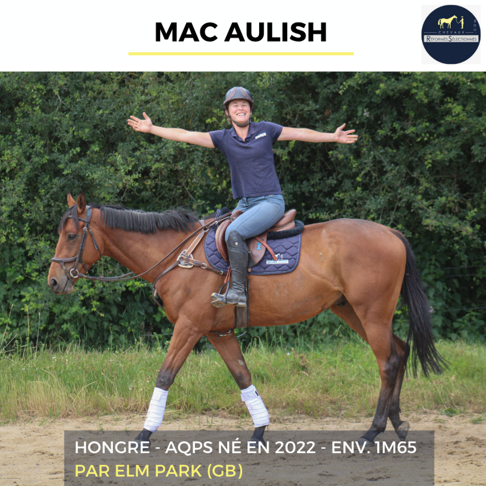 Gelding AQPS For sale 2022 Bay