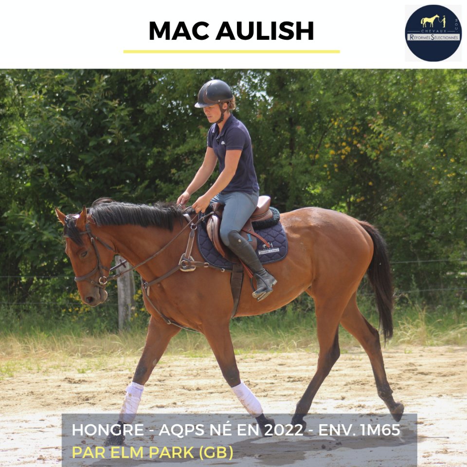 Gelding AQPS For sale 2022 Bay