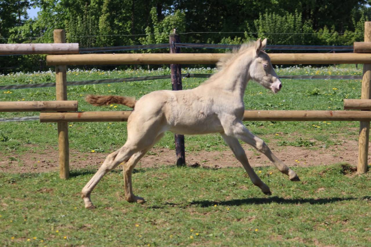 Filly Connemara For sale 2026 Cremello