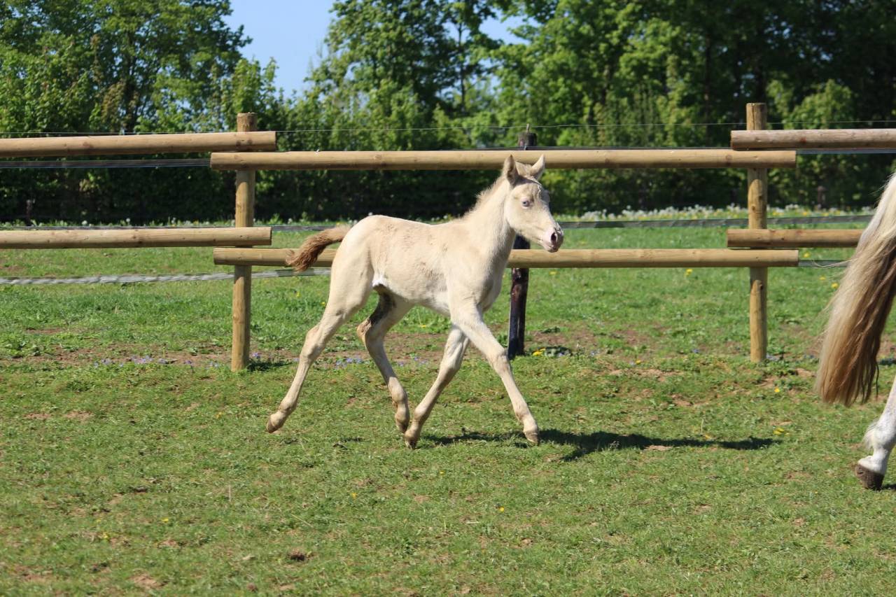 Filly Connemara For sale 2026 Cremello