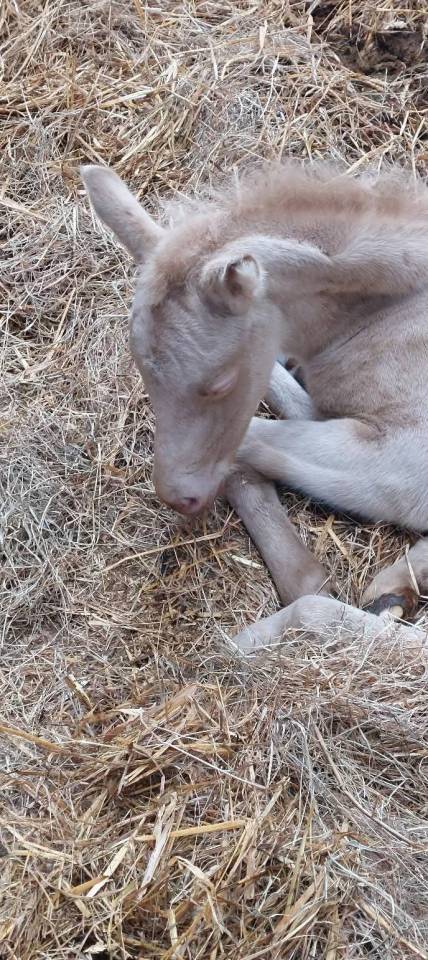Filly Connemara For sale 2026 Cremello