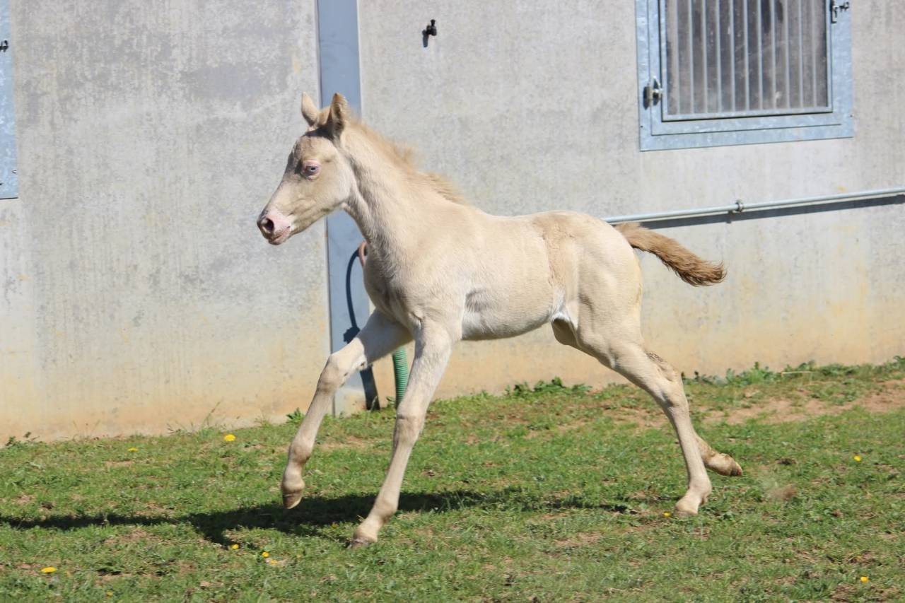 Filly Connemara For sale 2026 Cremello