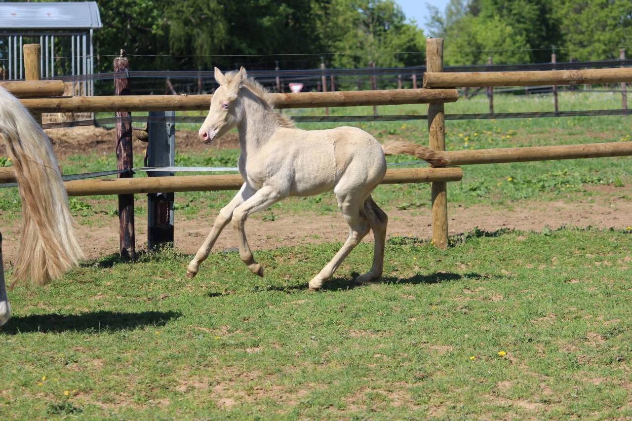Filly Connemara For sale 2026 Cremello