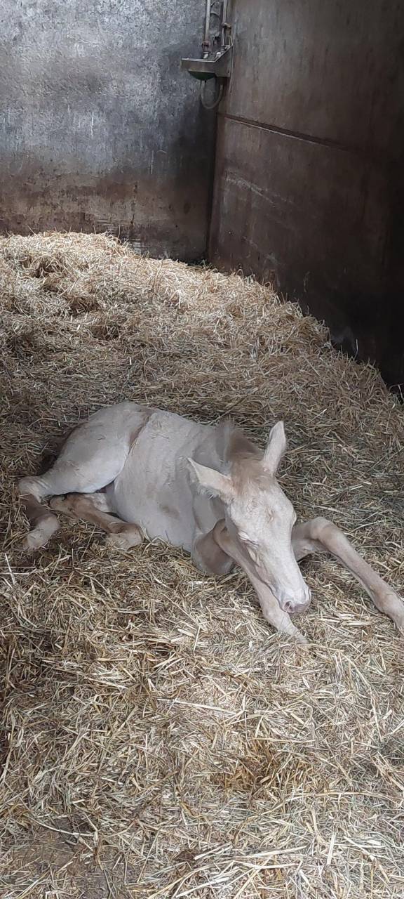 Filly Connemara For sale 2026 Cremello