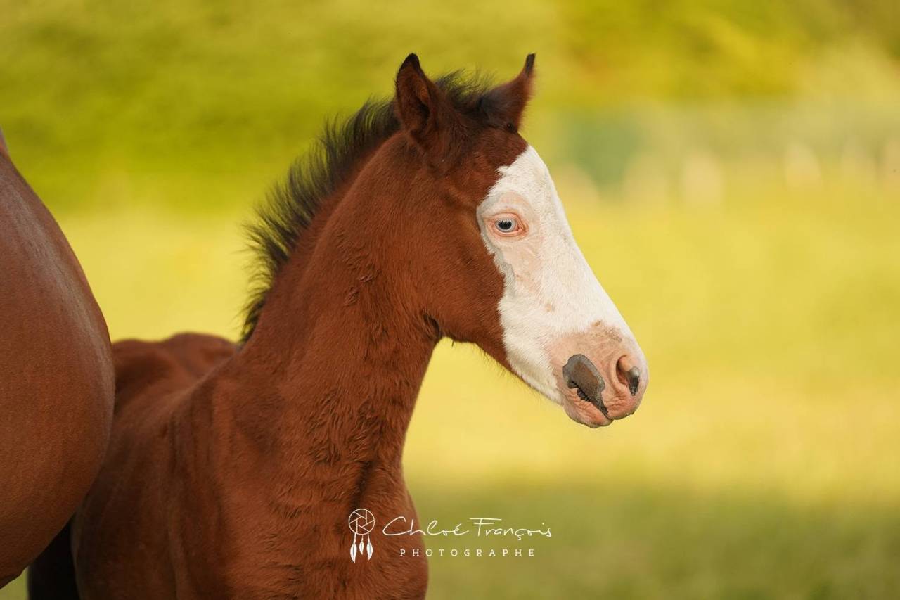 Colt Belgian Riding Pony For sale 2025 Bay