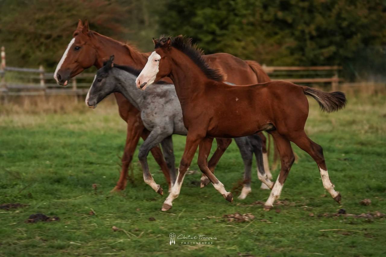 Colt Belgian Riding Pony For sale 2025 Bay