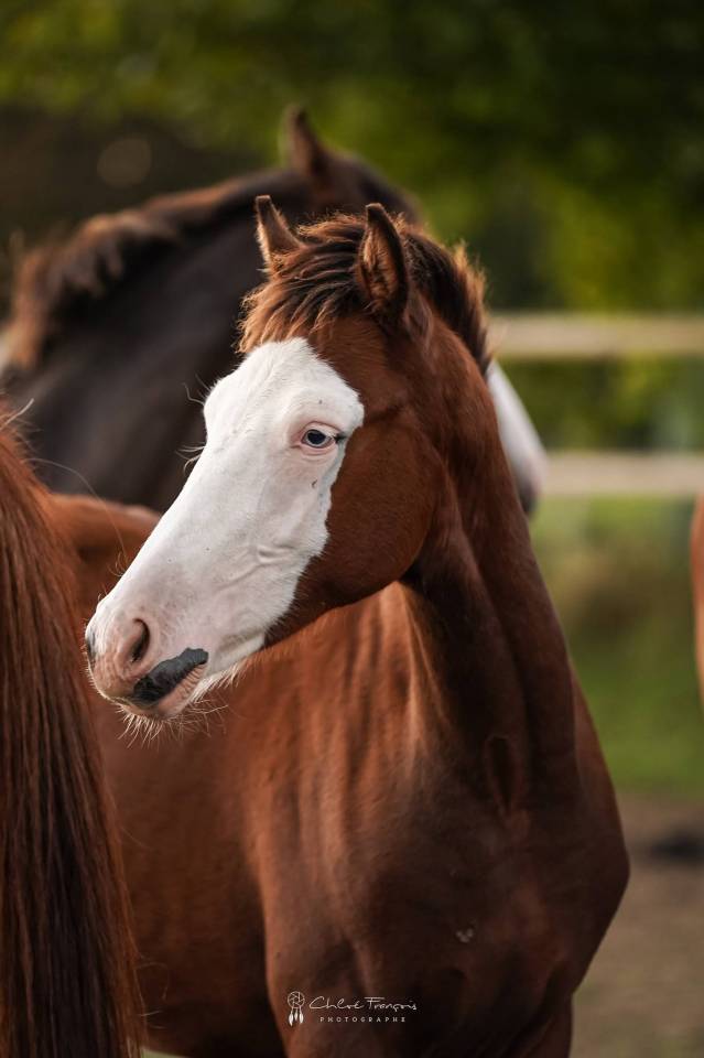 Colt Belgian Riding Pony For sale 2025 Bay