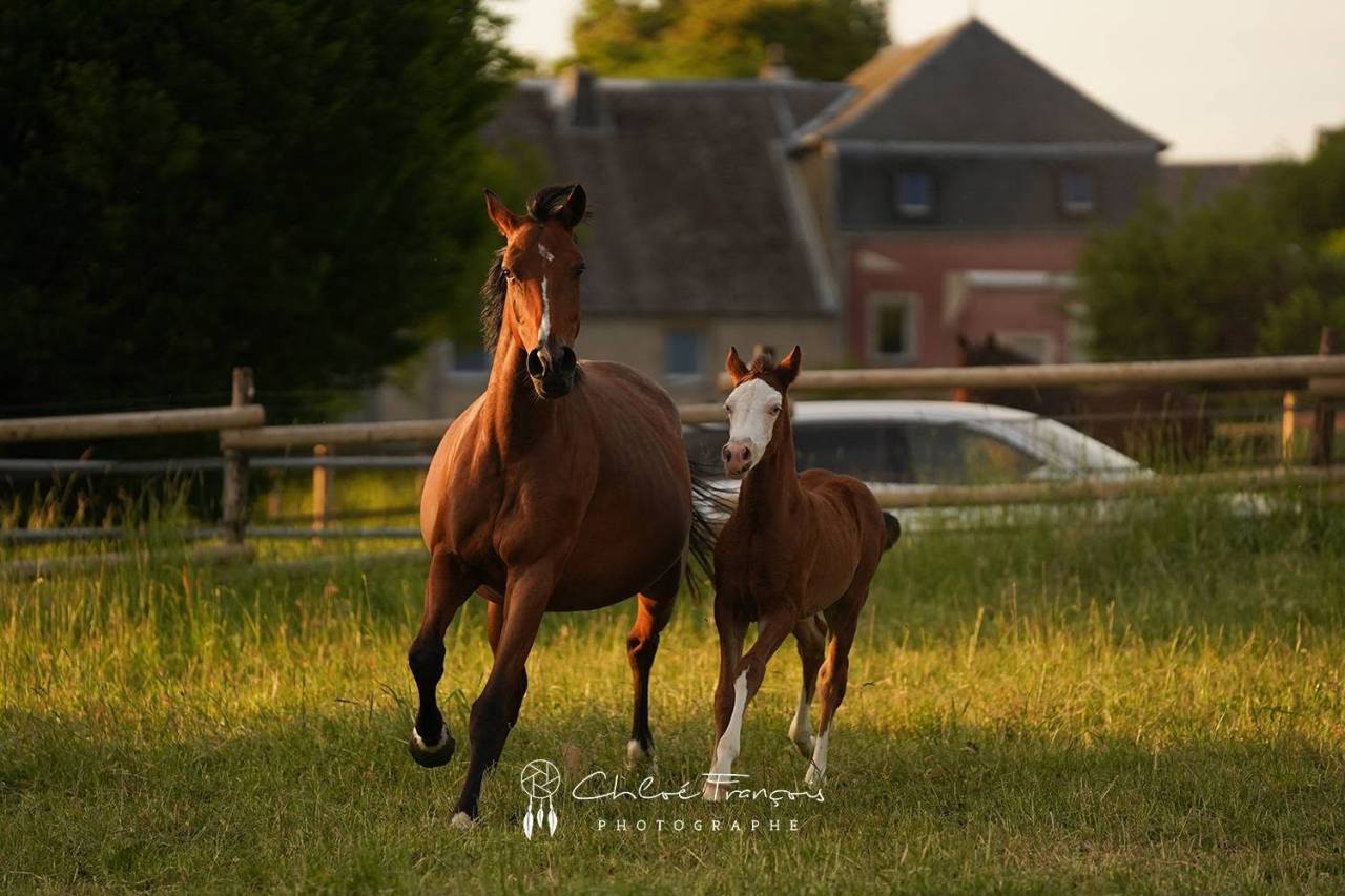 Colt Belgian Riding Pony For sale 2025 Bay
