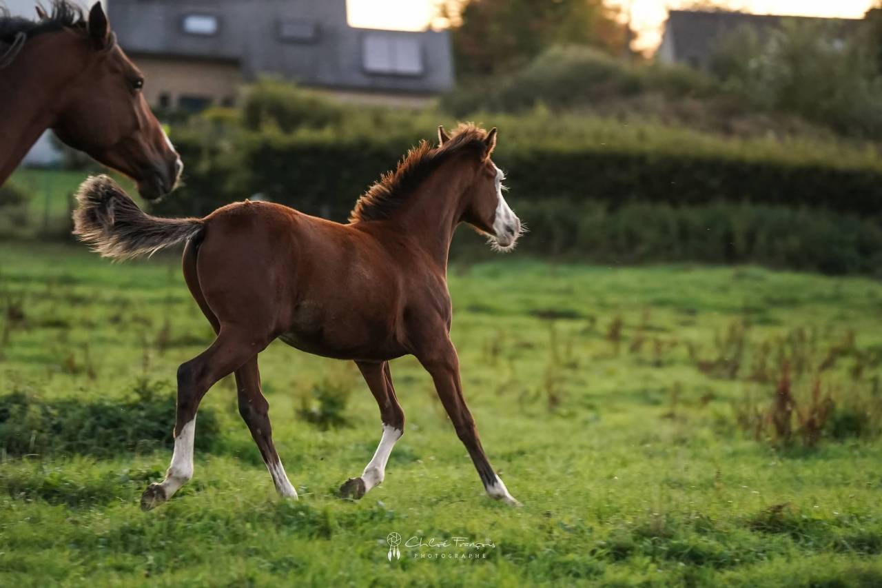 Colt Belgian Riding Pony For sale 2025 Bay