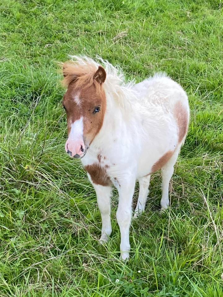 Mare Shetland Pony For sale 2024 Coloured
