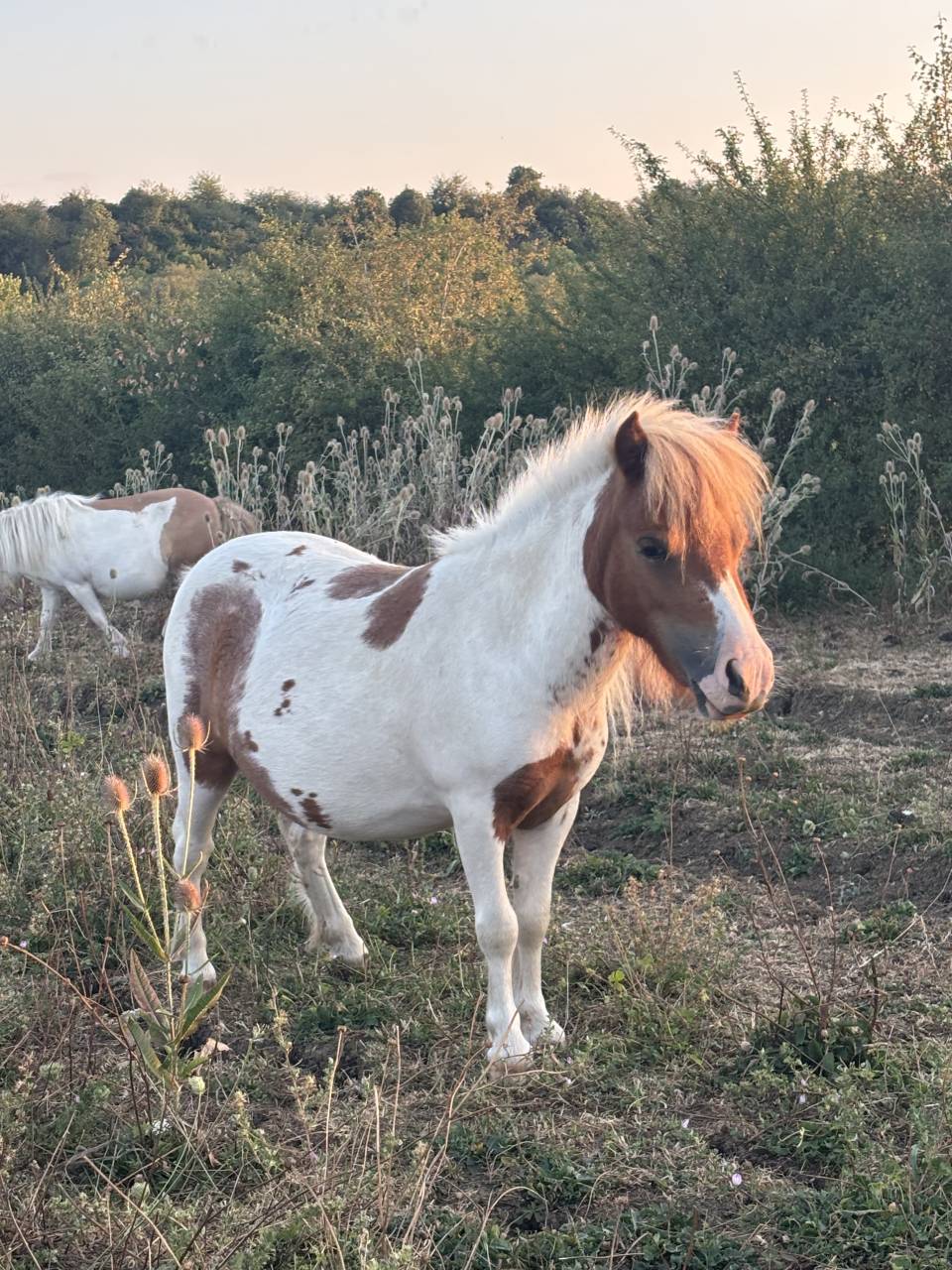 Mare Shetland Pony For sale 2024 Coloured