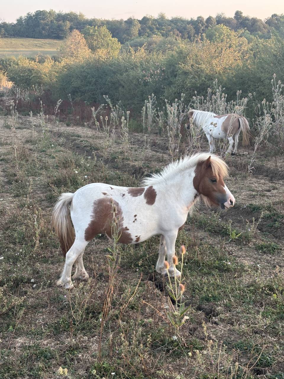Mare Shetland Pony For sale 2024 Coloured
