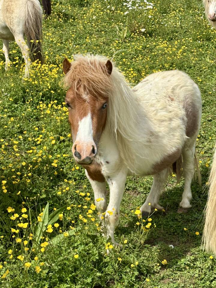 Mare Shetland Pony For sale 2024 Coloured