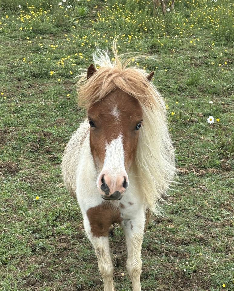 Mare Shetland Pony For sale 2024 Coloured
