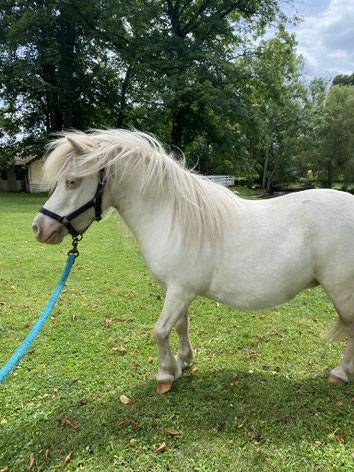 Mare Shetland Pony For sale 2014 Cremello