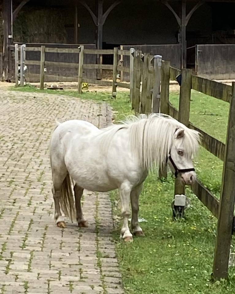 Mare Shetland Pony For sale 2014 Cremello