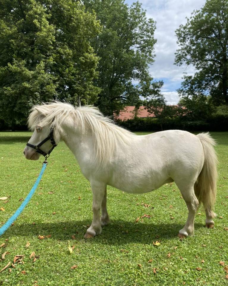Mare Shetland Pony For sale 2014 Cremello