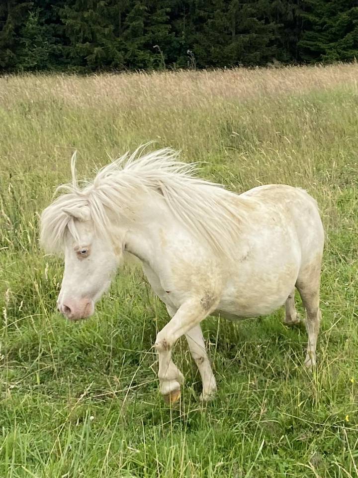 Mare Shetland Pony For sale 2014 Cremello