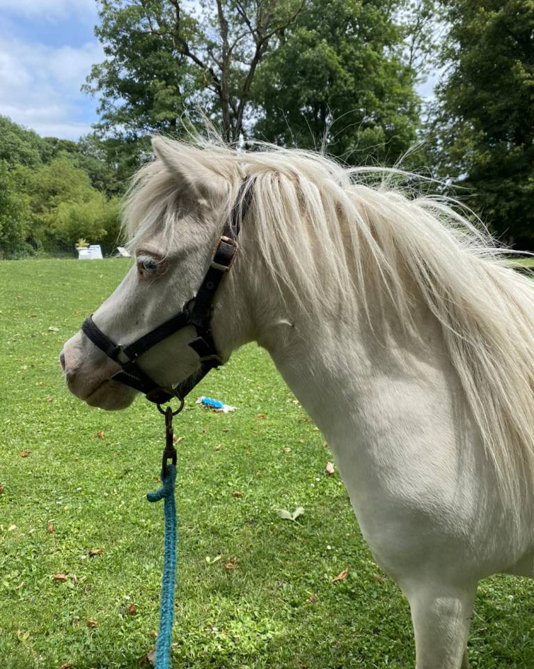 Mare Shetland Pony For sale 2014 Cremello