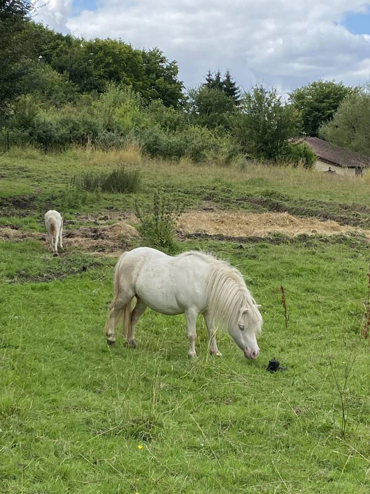 Mare Shetland Pony For sale 2014 Cremello