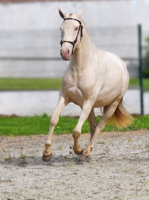 Mare Lusitano For sale 2023 Pearl