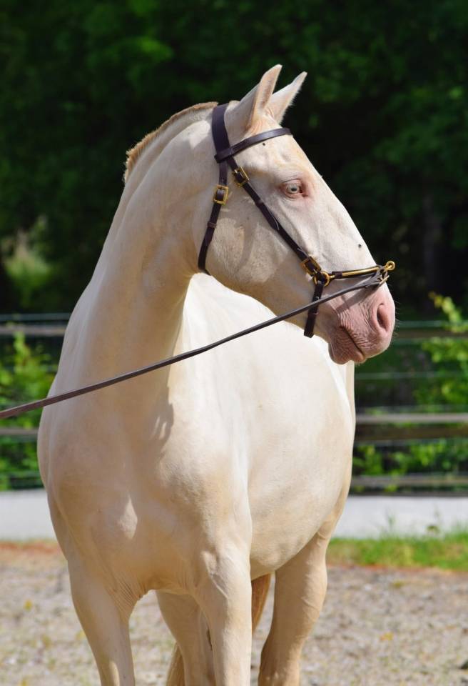 Mare Lusitano For sale 2023 Pearl