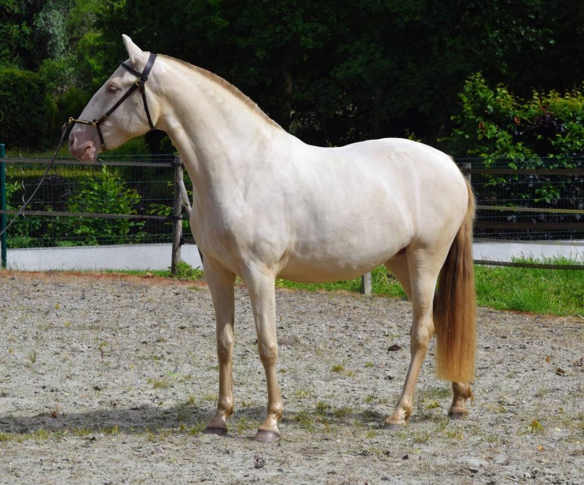 Mare Lusitano For sale 2023 Pearl