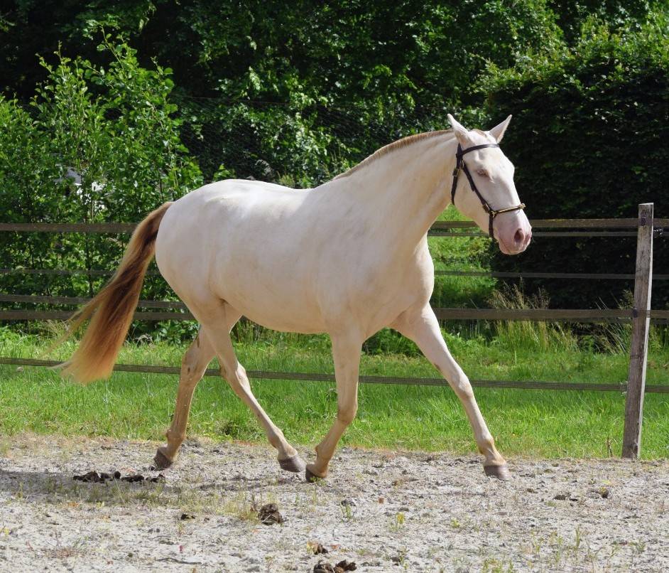 Mare Lusitano For sale 2023 Pearl