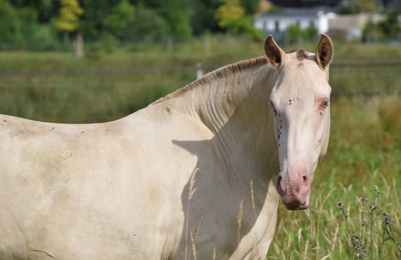 Mare Lusitano For sale 2023 Pearl