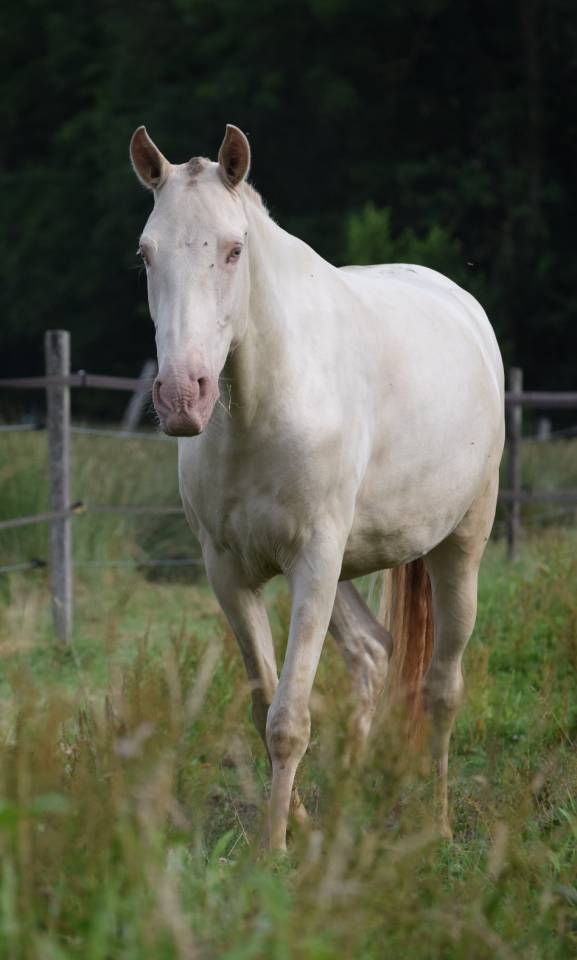 Mare Lusitano For sale 2023 Pearl