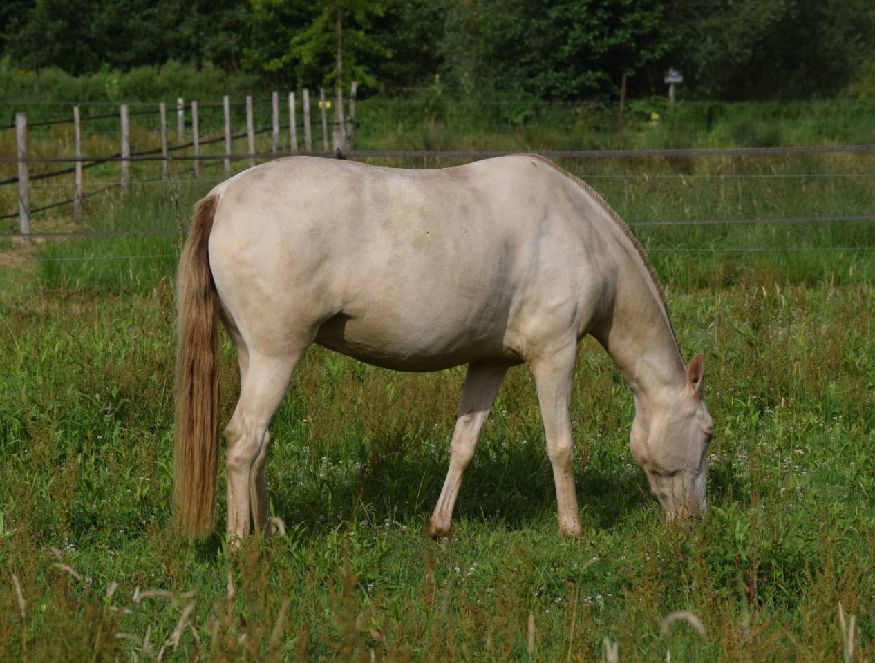 Mare Lusitano For sale 2023 Pearl