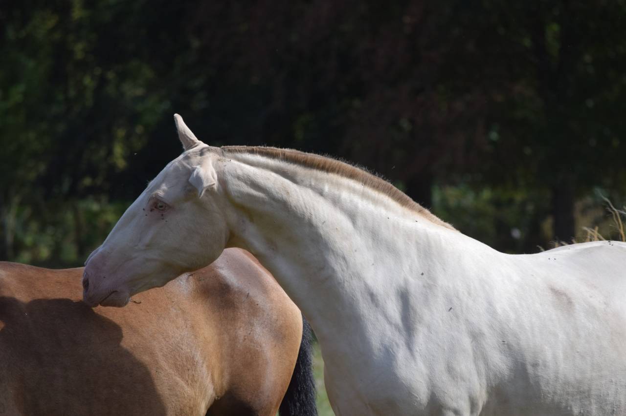 Mare Lusitano For sale 2023 Cream