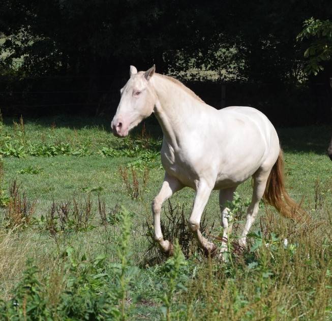 Mare Lusitano For sale 2023 Cream
