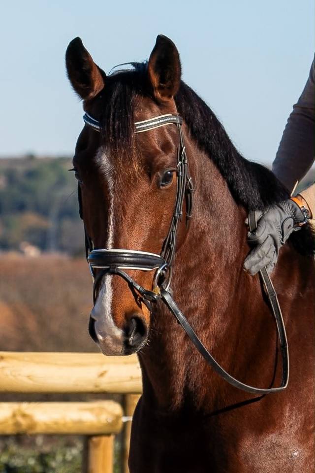 Gelding KWPN Dutch Warmblood For sale 2019 Bay