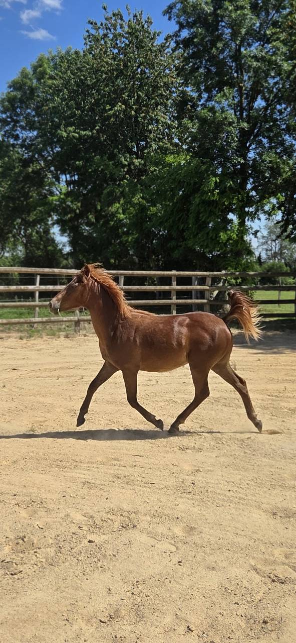 Filly New Forest For sale 2025 Chesnut