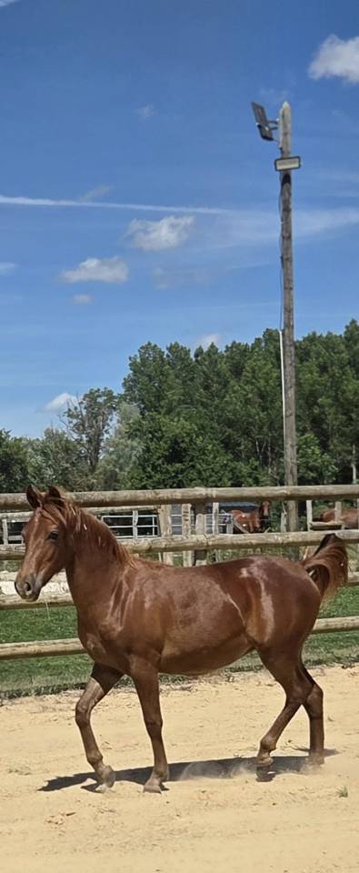 Filly New Forest For sale 2025 Chesnut