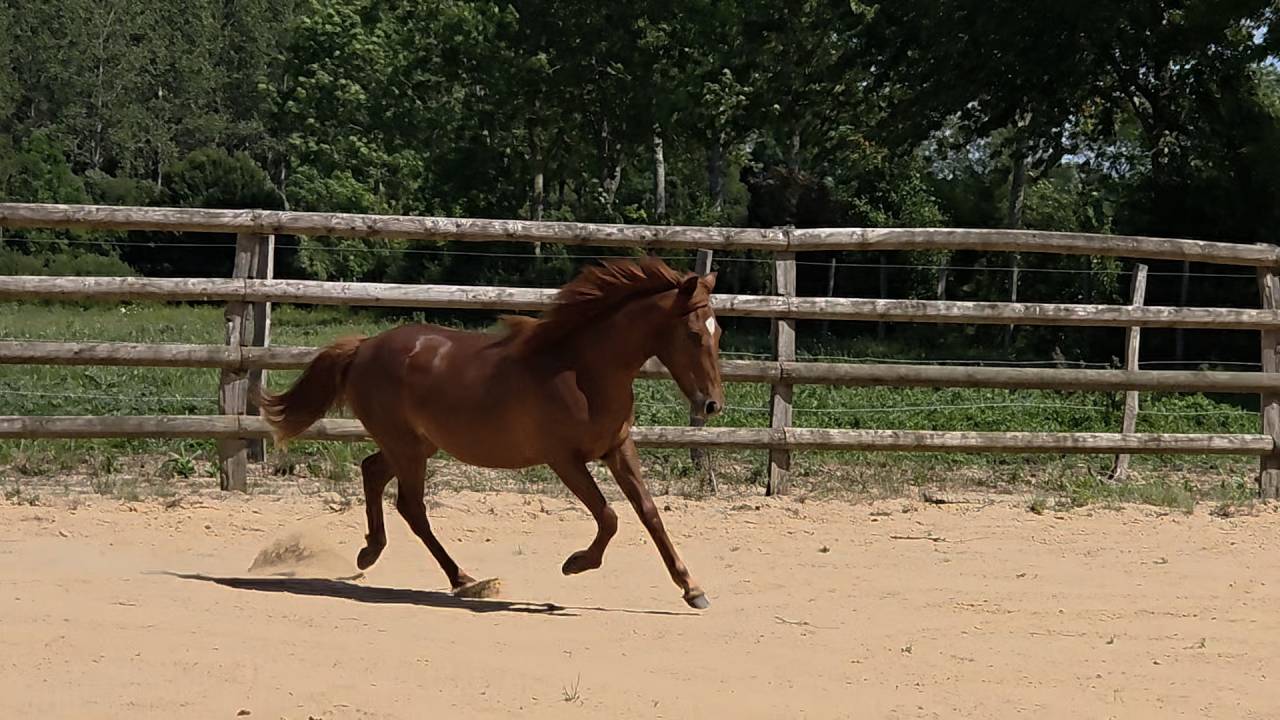 Filly New Forest For sale 2025 Chesnut