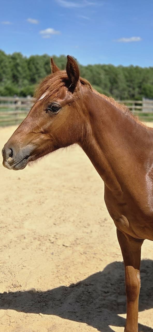 Filly New Forest For sale 2025 Chesnut