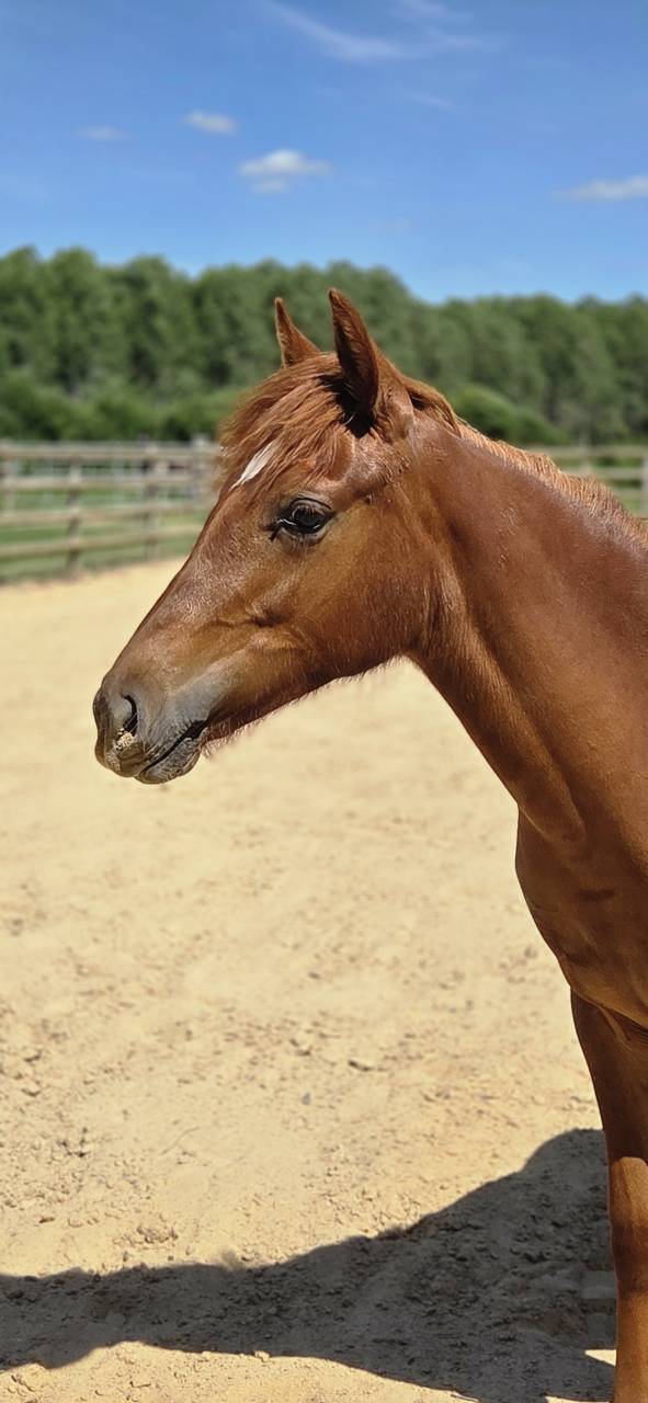Filly New Forest For sale 2025 Chesnut