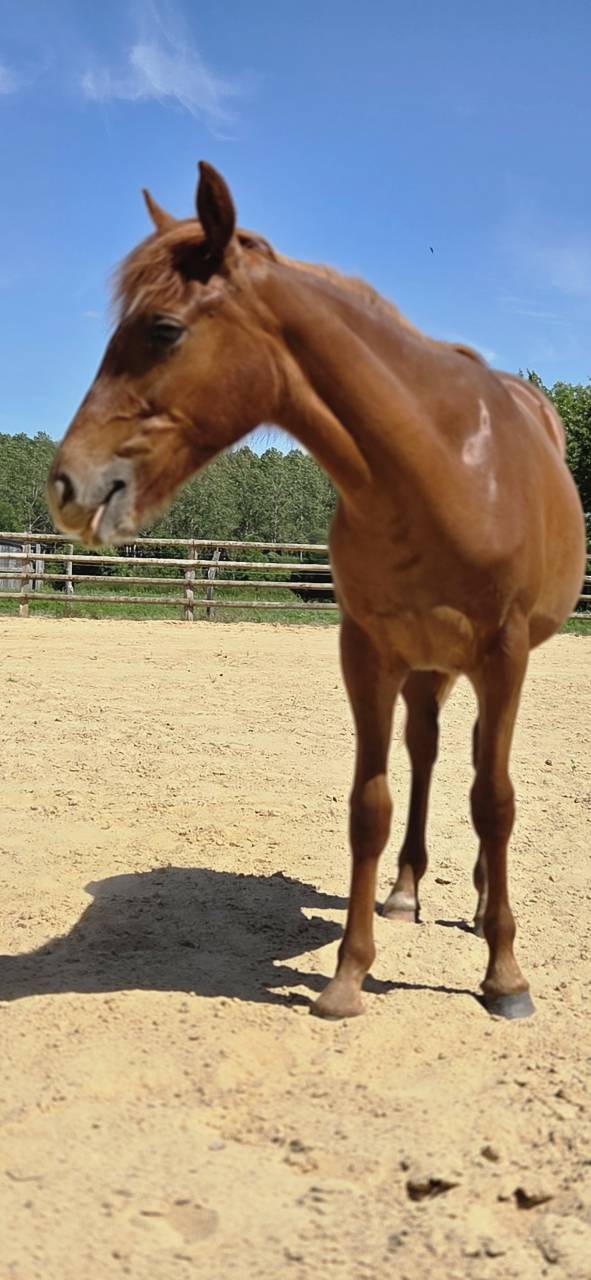 Filly New Forest For sale 2025 Chesnut