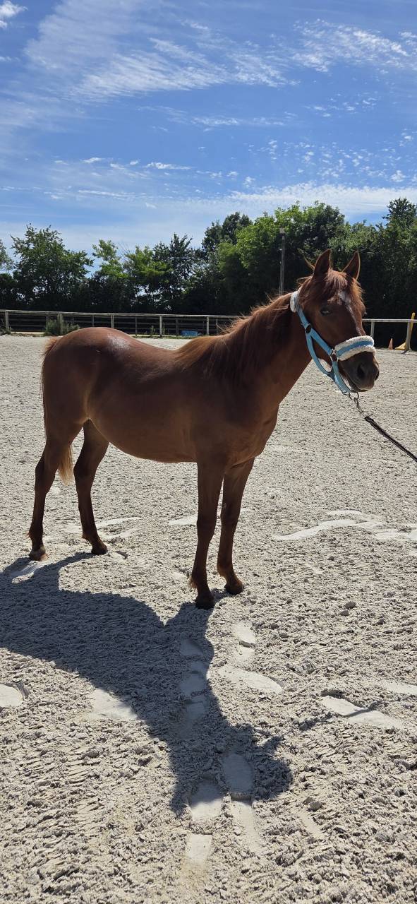 Filly New Forest For sale 2025 Chesnut