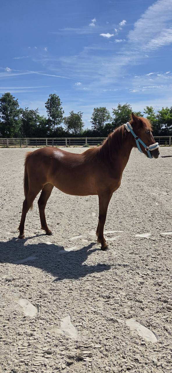 Filly New Forest For sale 2025 Chesnut